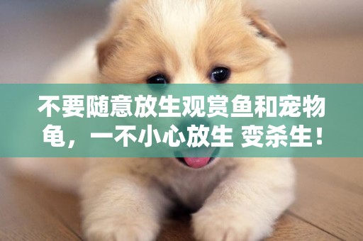 不要隨意放生觀賞魚和寵物龜，一不小心放生 變殺生！ 