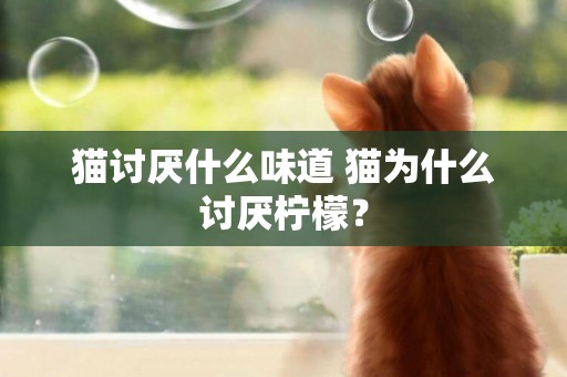 貓討厭什么味道 貓為什么討厭檸檬？