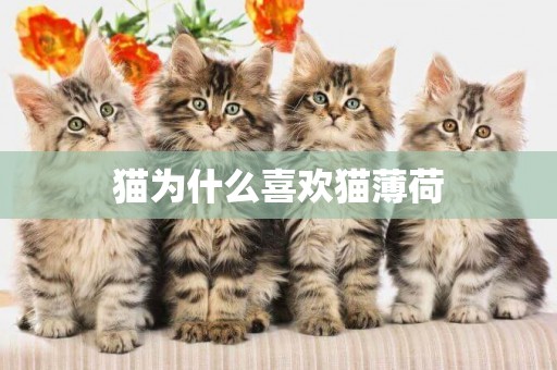 貓為什么喜歡貓薄荷