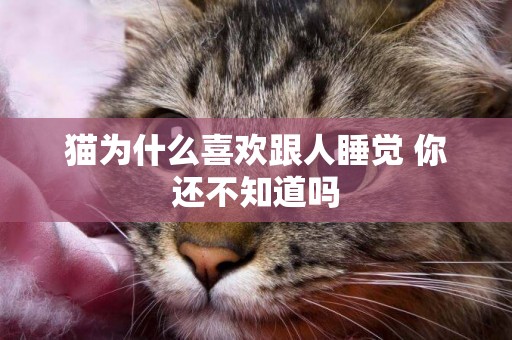 貓為什么喜歡跟人睡覺 你還不知道嗎