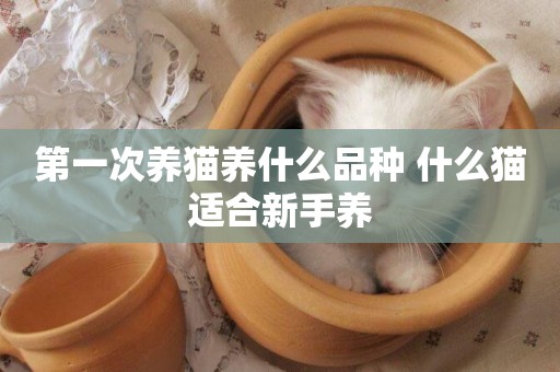 第一次養貓養什么品種 什么貓適合新手養