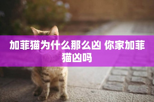 加菲貓為什么那么兇 你家加菲貓兇嗎