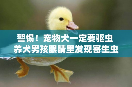 警惕！寵物犬一定要驅蟲 養犬男孩眼睛里發現寄生蟲 