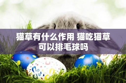 貓草有什么作用 貓吃貓草可以排毛球嗎 貓草有什么作用 貓吃貓草可以排毛球嗎