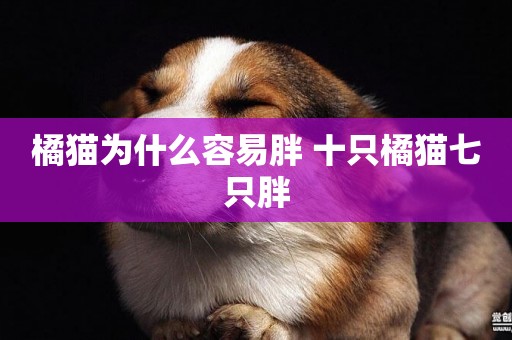 橘貓為什么容易胖 十只橘貓七只胖