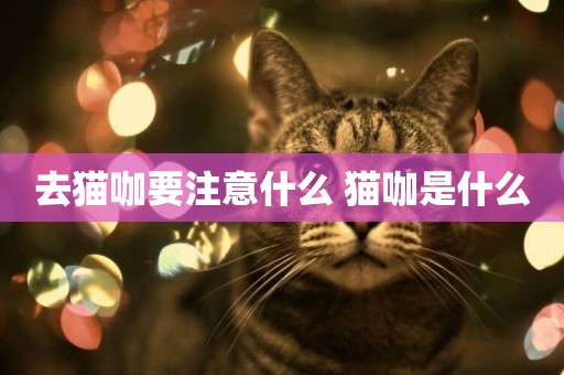 去貓咖要注意什么 貓咖是什么