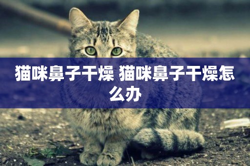 貓咪鼻子干燥 貓咪鼻子干燥怎么辦