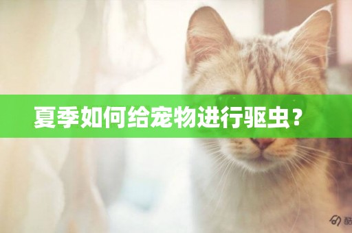 夏季如何給寵物進行驅蟲？ 