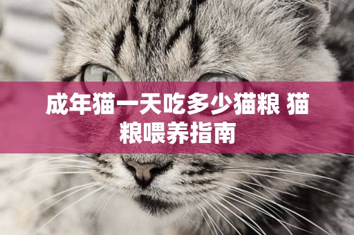 成年貓一天吃多少貓糧 貓糧喂養指南
