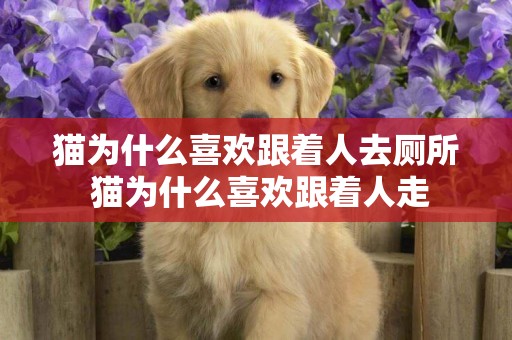 貓為什么喜歡跟著人去廁所 貓為什么喜歡跟著人走