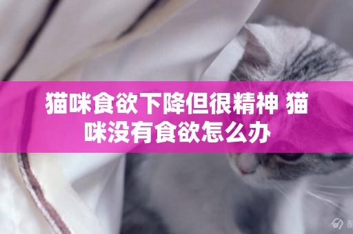 貓咪食欲下降但很精神 貓咪沒有食欲怎么辦