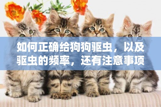 如何正確給狗狗驅蟲，以及驅蟲的頻率，還有注意事項，你都知道嗎 
