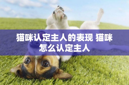 貓咪認定主人的表現 貓咪怎么認定主人