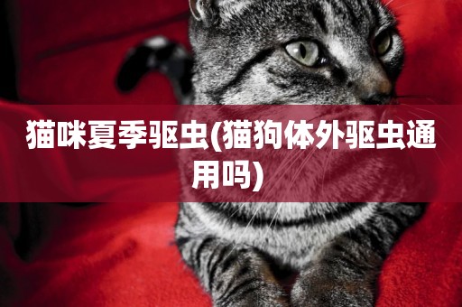 貓咪夏季驅蟲(貓狗體外驅蟲通用嗎) 