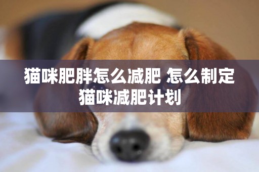 貓咪肥胖怎么減肥 怎么制定貓咪減肥計劃