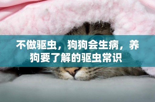 不做驅蟲，狗狗會生病，養狗要了解的驅蟲常識 