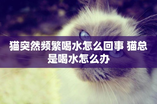 貓突然頻繁喝水怎么回事 貓總是喝水怎么辦