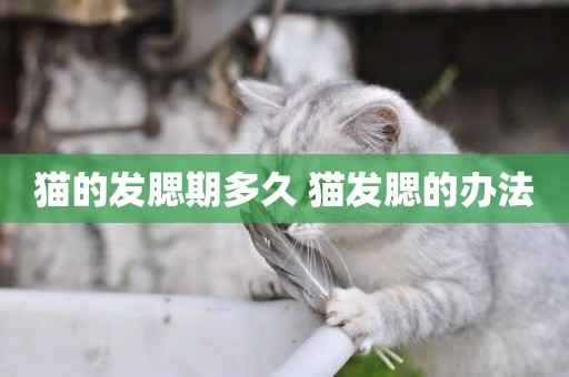 貓的發腮期多久 貓發腮的辦法