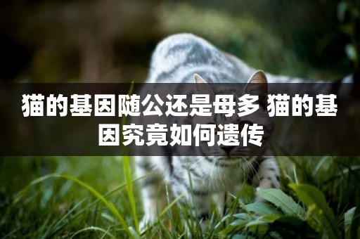 貓的基因隨公還是母多 貓的基因究竟如何遺傳