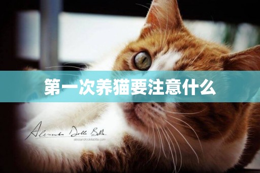 第一次養貓要注意什么