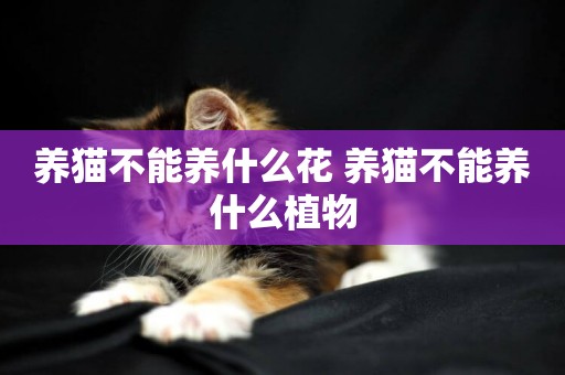 養貓不能養什么花 養貓不能養什么植物