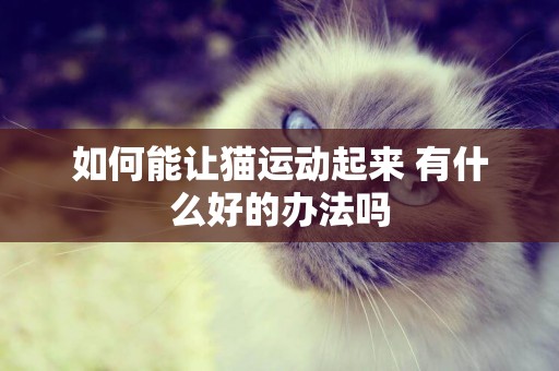 如何能讓貓運動起來 有什么好的辦法嗎