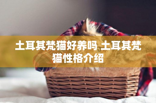 土耳其梵貓好養嗎 土耳其梵貓性格介紹