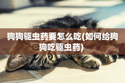 狗狗驅蟲藥要怎么吃(如何給狗狗吃驅蟲藥) 