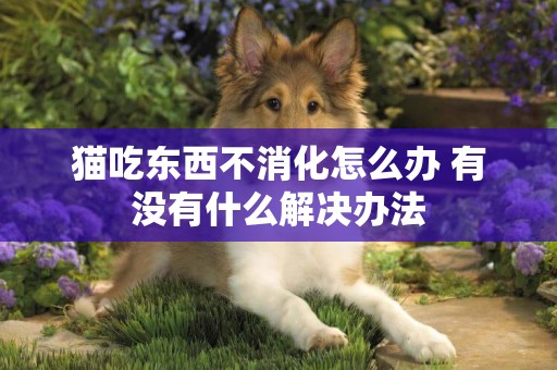 貓吃東西不消化怎么辦 有沒有什么解決辦法