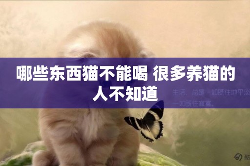 哪些東西貓不能喝 很多養貓的人不知道