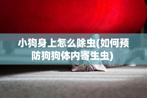 小狗身上怎么除蟲(如何預防狗狗體內寄生蟲) 