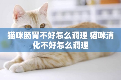 貓咪腸胃不好怎么調理 貓咪消化不好怎么調理