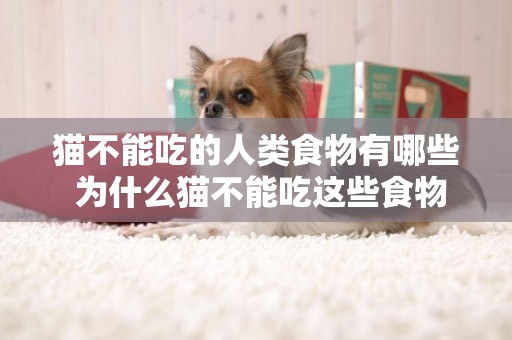 貓不能吃的人類食物有哪些 為什么貓不能吃這些食物