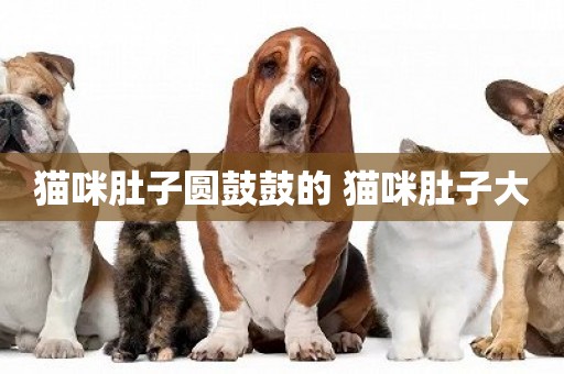 貓咪肚子圓鼓鼓的 貓咪肚子大