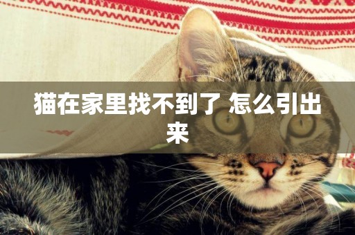 貓在家里找不到了 怎么引出來