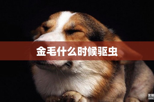金毛什么時候驅蟲