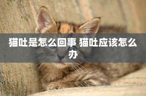 貓吐是怎么回事 貓吐應該怎么辦