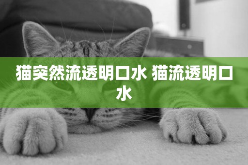 貓突然流透明口水 貓流透明口水