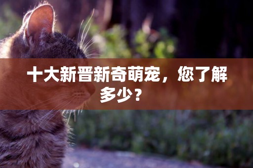 十大新晉新奇萌寵，您了解多少？ 