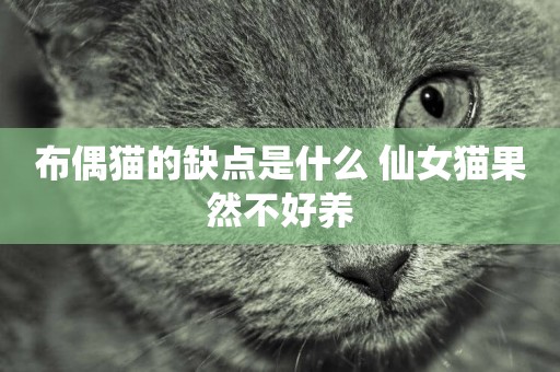 布偶貓的缺點是什么 仙女貓果然不好養