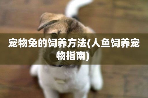 寵物兔的飼養方法(人魚飼養寵物指南) 