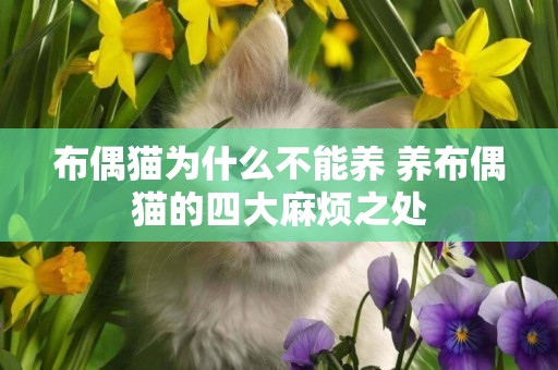 布偶貓為什么不能養 養布偶貓的四大麻煩之處