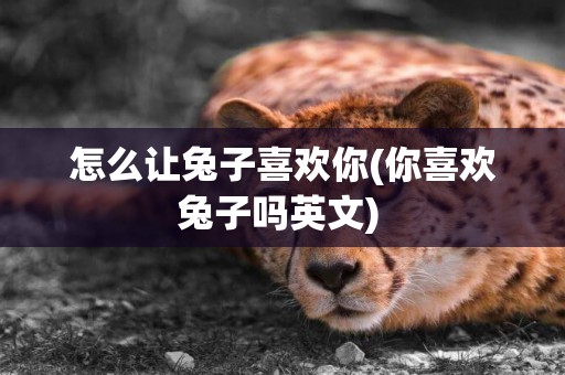 怎么讓兔子喜歡你(你喜歡兔子嗎英文) 