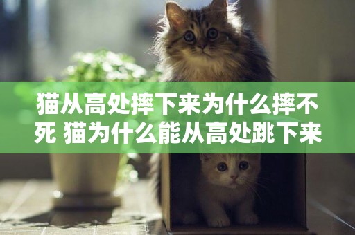 貓從高處摔下來為什么摔不死 貓為什么能從高處跳下來