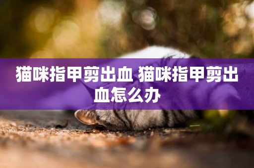 貓咪指甲剪出血 貓咪指甲剪出血怎么辦