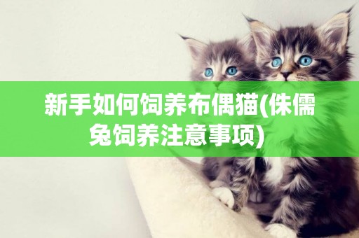 新手如何飼養布偶貓(侏儒兔飼養注意事項) 