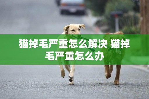 貓掉毛嚴重怎么解決 貓掉毛嚴重怎么辦 貓掉毛嚴重怎么解決 貓掉毛嚴重怎么辦
