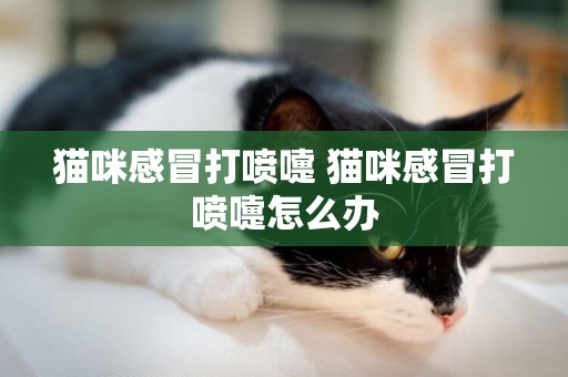 貓咪感冒打噴嚏 貓咪感冒打噴嚏怎么辦
