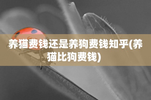養貓費錢還是養狗費錢知乎(養貓比狗費錢) 