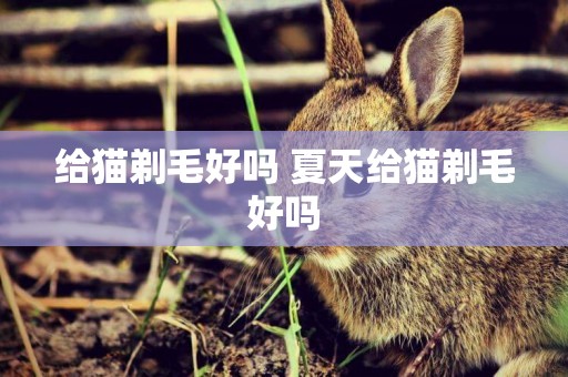 給貓剃毛好嗎 夏天給貓剃毛好嗎